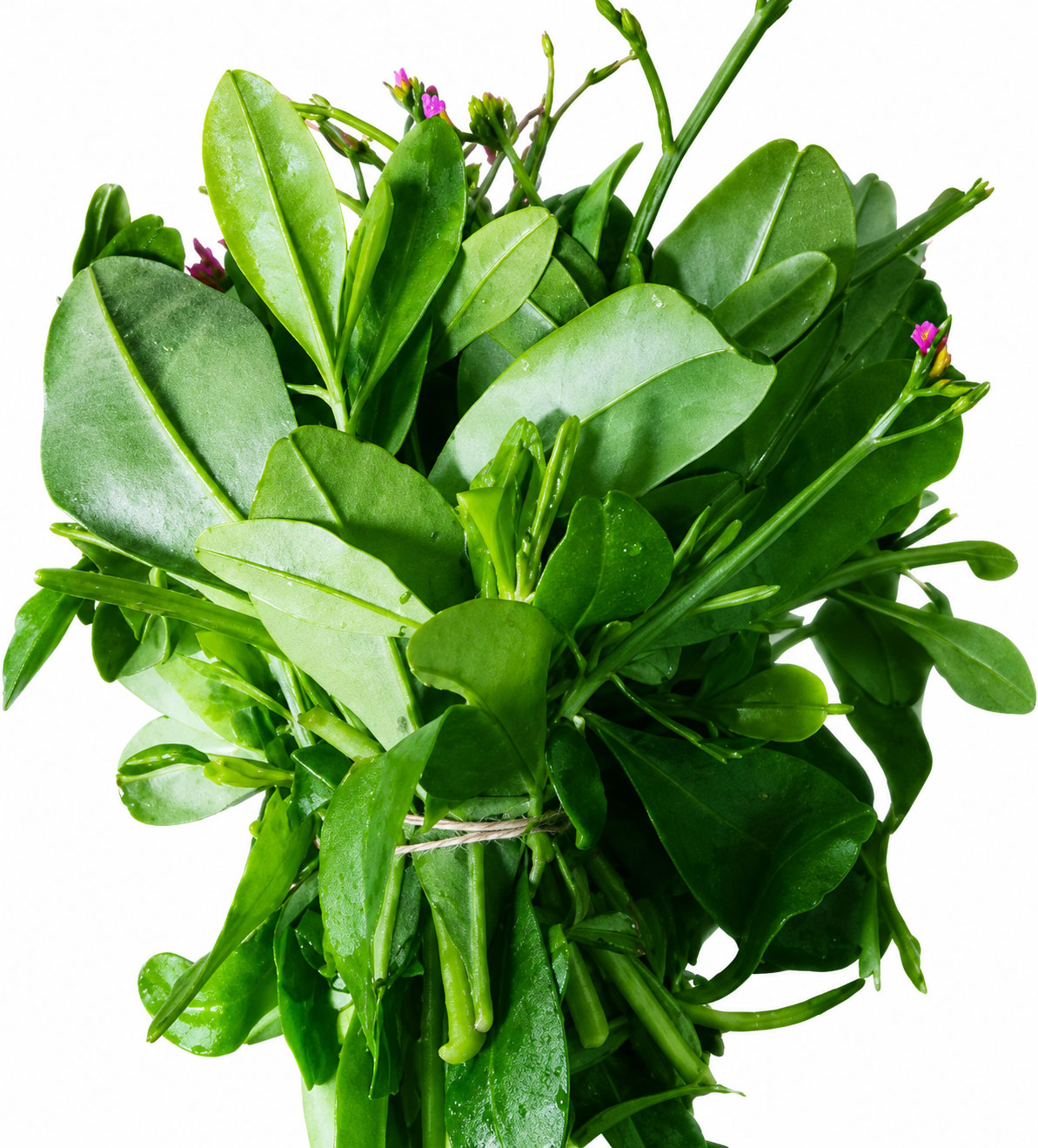 Waterleaf